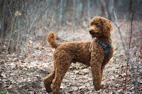 We specialize in red and apricot poodle puppies in varying sizes. Stud Dog - Red Standard Poodle - Breed Your Dog