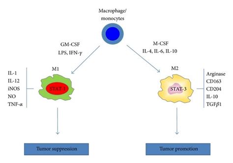 Cns Macrophagemonocytes Differentiate Into Polarized Macrophage