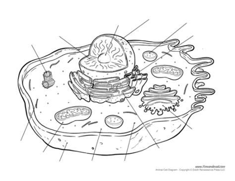 Animal Cell Diagram Labeled And Unlabeled