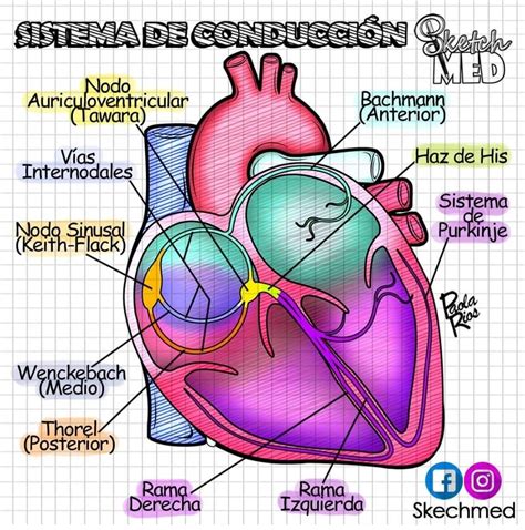 Anatomia Y Fisiologia Partes Del Corazon