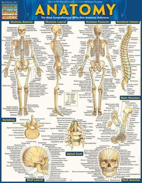 Anatomy By Inc BarCharts 2014 Book Other For Sale Online EBay