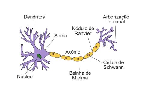 Células Do Sistema Nervoso Anatomia Papel E Caneta