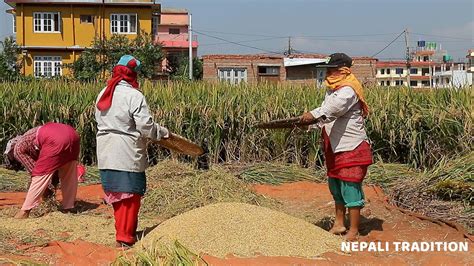 Nepali Farmer Lifestyle Primitive Technology Of Paddy Harvest Daily