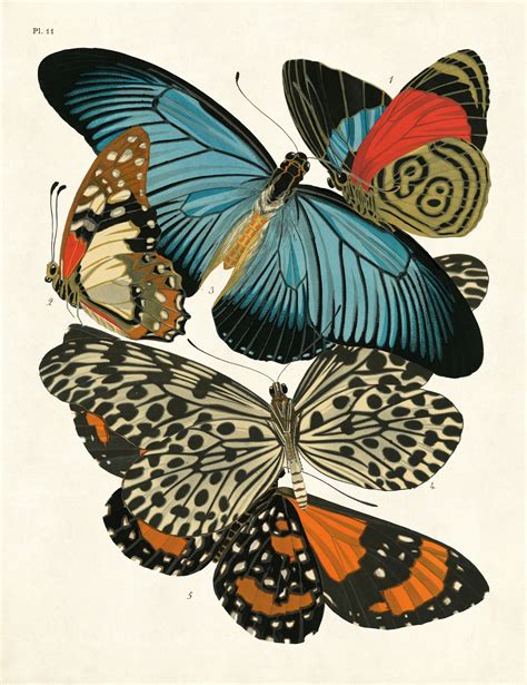Vintage Butterflies I High Quality Giclee Print Butterfly Art Print