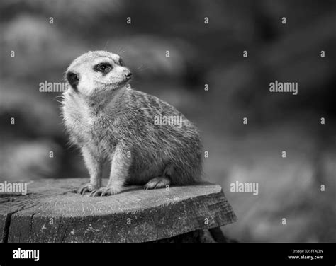 Black And White Meerkat Black And White Stock Photos And Images Alamy