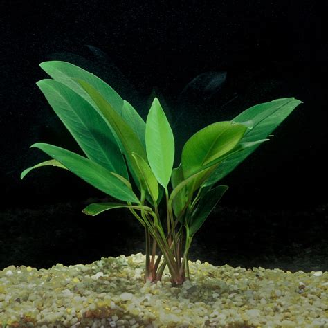 Anubias Frazeri Gulfstream Tropical Aquarium