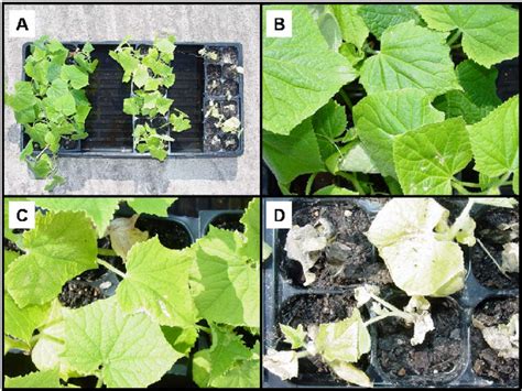 Cucumber Cucumis Sativus Plants Subjected To Three Levels Of Nitrogen
