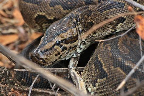 A Burmese Python In Florida Broke A Record By Regurgitating A Deer