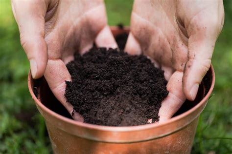 Types Of Potting Soils Explained Harpers Nurseries
