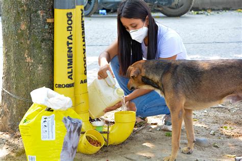 Proyecto Colombiano Para Alimentar Perros Callejeros En Medio La
