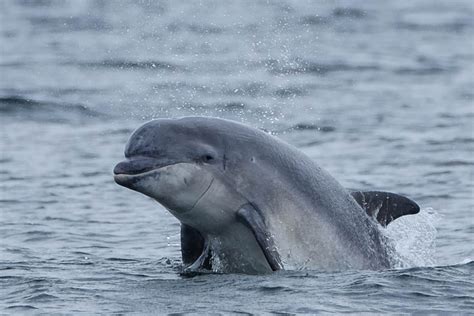 Do you need to book in advance to visit chanonry point? Chanonry Point and Swallows Den, Fortrose (Walkhighlands)