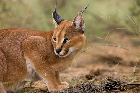 Caracal Africas Deadly Beauty Africa Geographic
