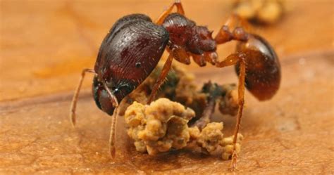 Scientists Harness Hormones To Create Super Soldier Ants