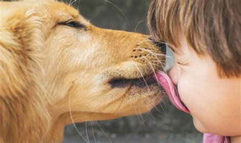 Pampered Pets Can Letting A Dog Lick Your Face Lead To A