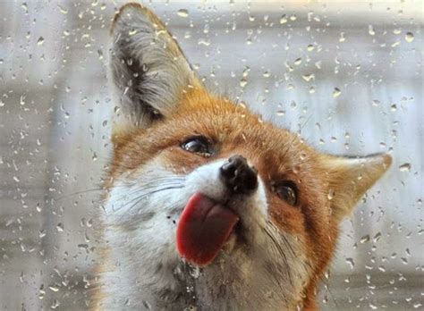 These 11 Photos Will Make You Fall In Love With Foxes Snow Addiction