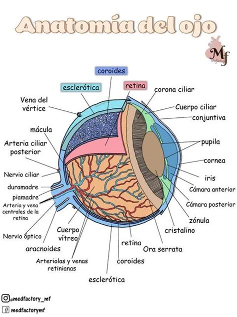 Anatomia Del Ojo Medfactory UDocz