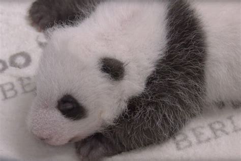 A Baby Panda Bear Laying On Top Of A White Blanket