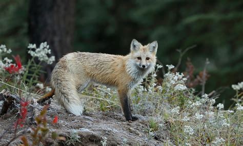 Tom Kogut Photography Pacific Northwest Wildlife Except Birds