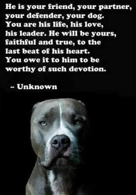 Cute Pitbull Quotes