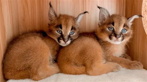 Caracals An Exotic And Dazzling Pet For Licensed Owners