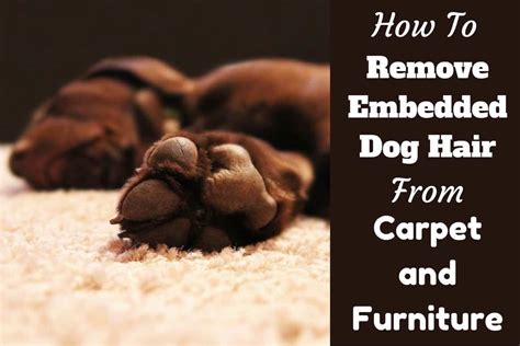 However, getting the dog hair out of the car afterwards can be difficult and tiresome. How to Get Dog Hair Out of Carpet and Furniture