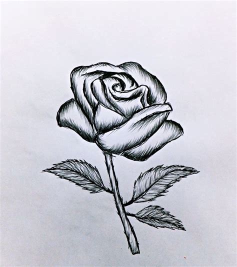 1001 Modèles Et Conseils Pour Apprendre Comment Dessiner Une Rose Dessin Rose Comment