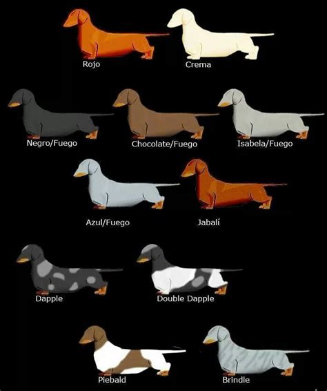 Dachshund Colour Chart Doggies Dachshund Weenie Dogs Dachshund Dog