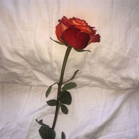 Ihatebennyebananapowder Beautiful Flowers Red Roses Red Aesthetic