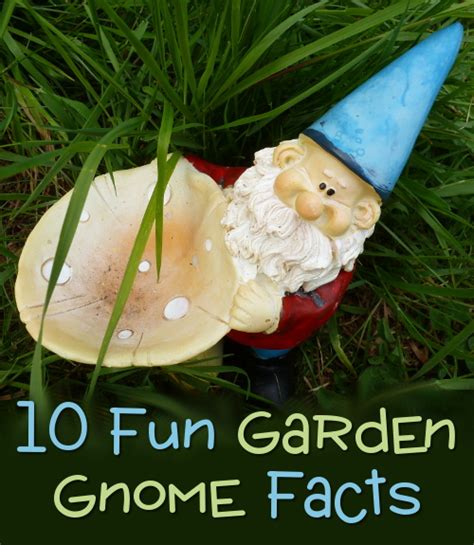 10 Garden Gnome Facts And Fun Information