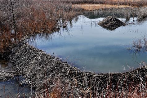 Beaver Dam Wilder Good