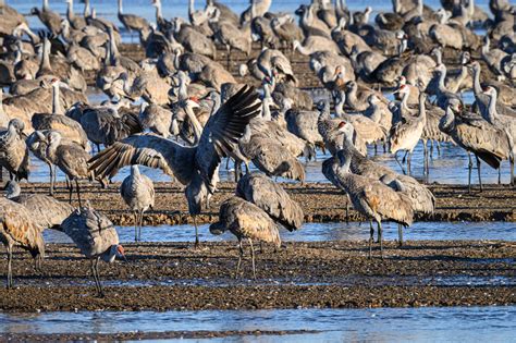 Sandhill Crane Migration In Nebraska Carl Jacobson Photography