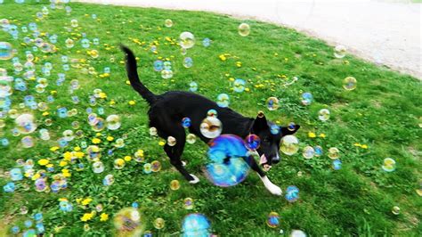 Dog Goes Crazy Over Bubbles Youtube