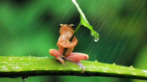 Rd Frog Is Sitting On Aloevera Holding Leaf In The Rain 4k Hd Animals