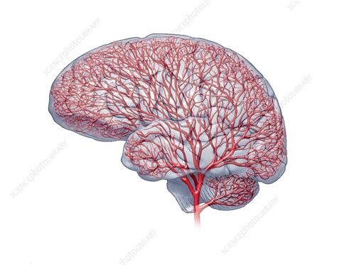 Brain Blood Vessels Artwork Stock Image C0147092 Science Photo