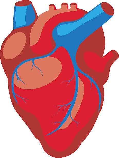 Royalty Free Cartoon Human Heart Clip Art Vector Images