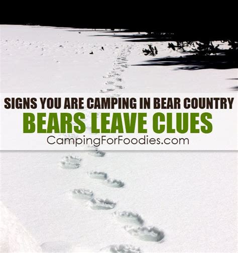 Safety Tips Camping In Bear Country Save Your Life And Survive Bear