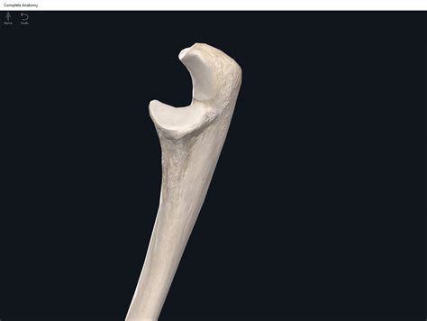 Bones Ulna Anatomy And Physiology