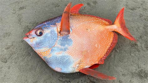 Rare 100 Pound Moonfish Discovered On Oregon Beach Complex