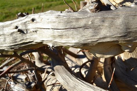 Free Images Driftwood Tree Nature Branch Structure Wood Leaf