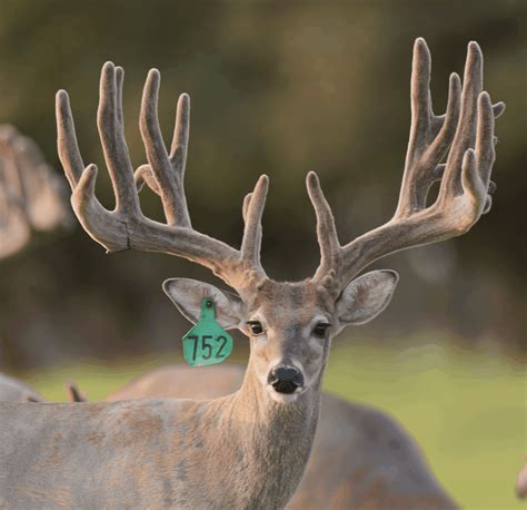 M3 Whitetailsbuck Picture Taking Time Of Year Deer Breeder In