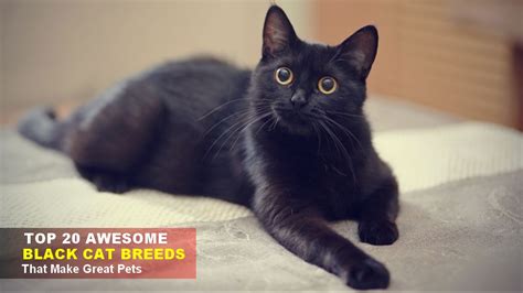 20 Black Cat Breeds That Make Excellent Pets Wonderslist