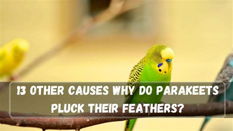 5 Reasons Why Do Parakeets Pluck Their Feathers Birds News