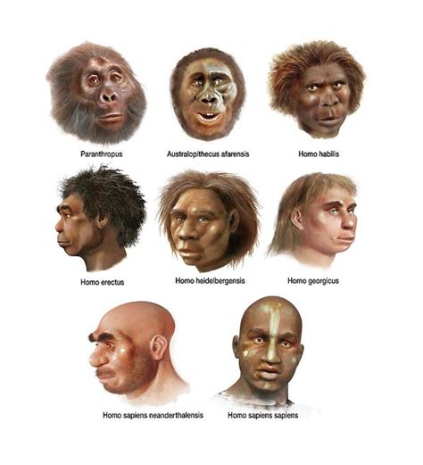 What Did The First Humans Look Like
