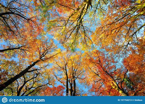 Colorful Tree Canopy And Blue Sky In Autumn Stock Image Image Of