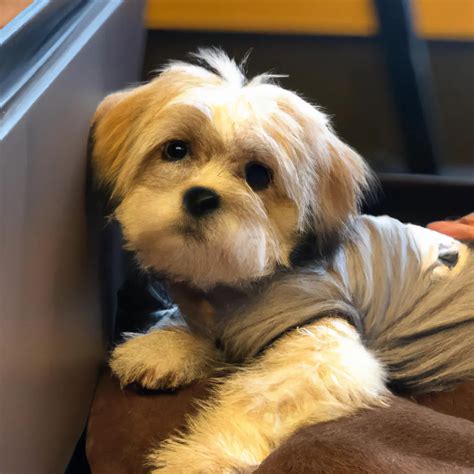 5 Adorable Shih Tzu Cross Breeds You Need To Meet Shih Tzu Puppy Love
