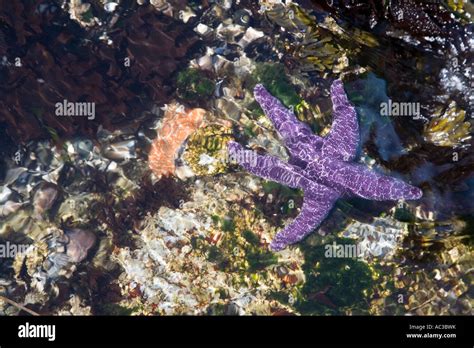 Purple Or Ochre Sea Star Starfish Pisaster Ochraceus Being Covered By