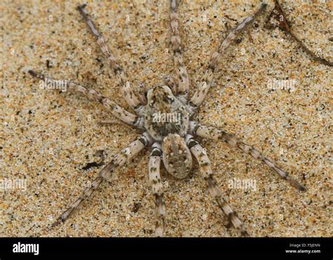 Fishing Spiders High Resolution Stock Photography And Images Alamy