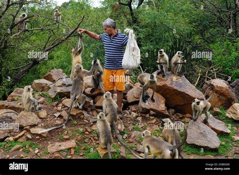 A Man Feeds Monkeys In Holy City Pushkar Rajasthan India On 31 July