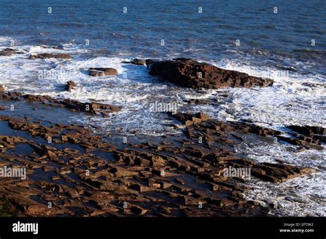 Rugged Rock Terrain On The North Sea Coast By Seaton Cliffs Arbroath