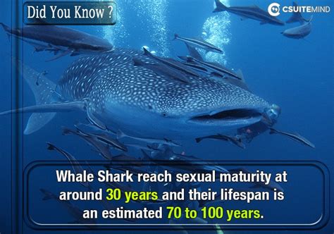 Fact Whale Shark Reach Sexual Maturity At Around 30 Years And Their
